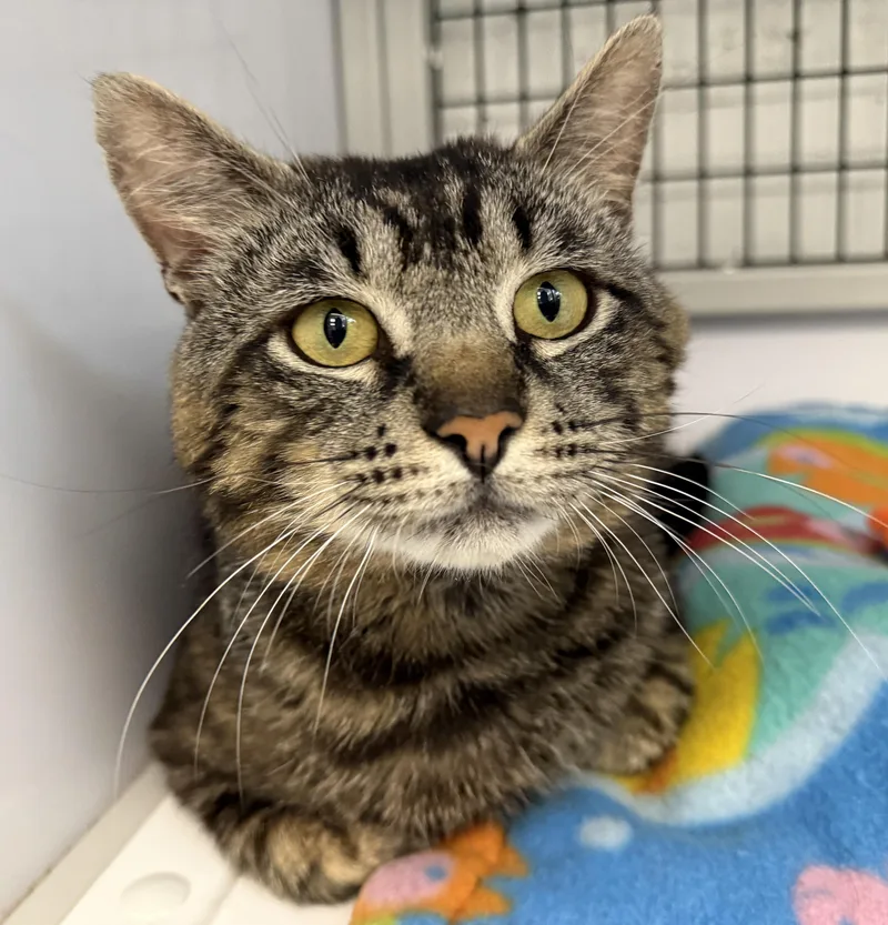 LOCAL CAT  Benedict thumbnail 3