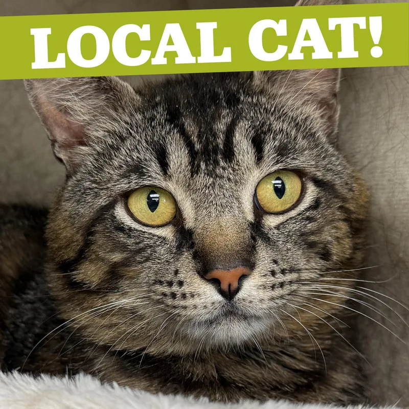 LOCAL CAT  Benedict thumbnail 4