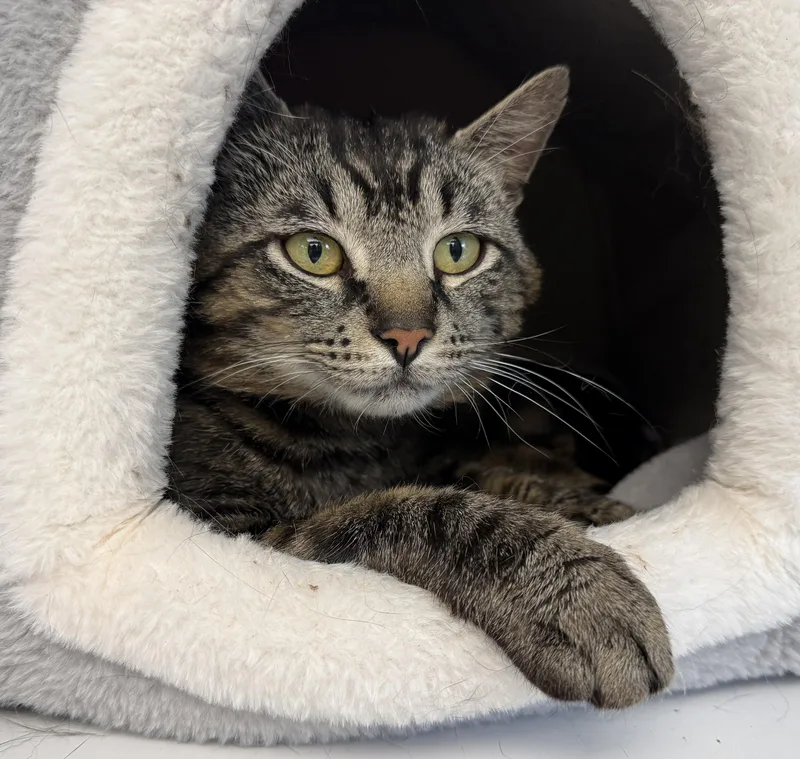 LOCAL CAT  Benedict thumbnail 5