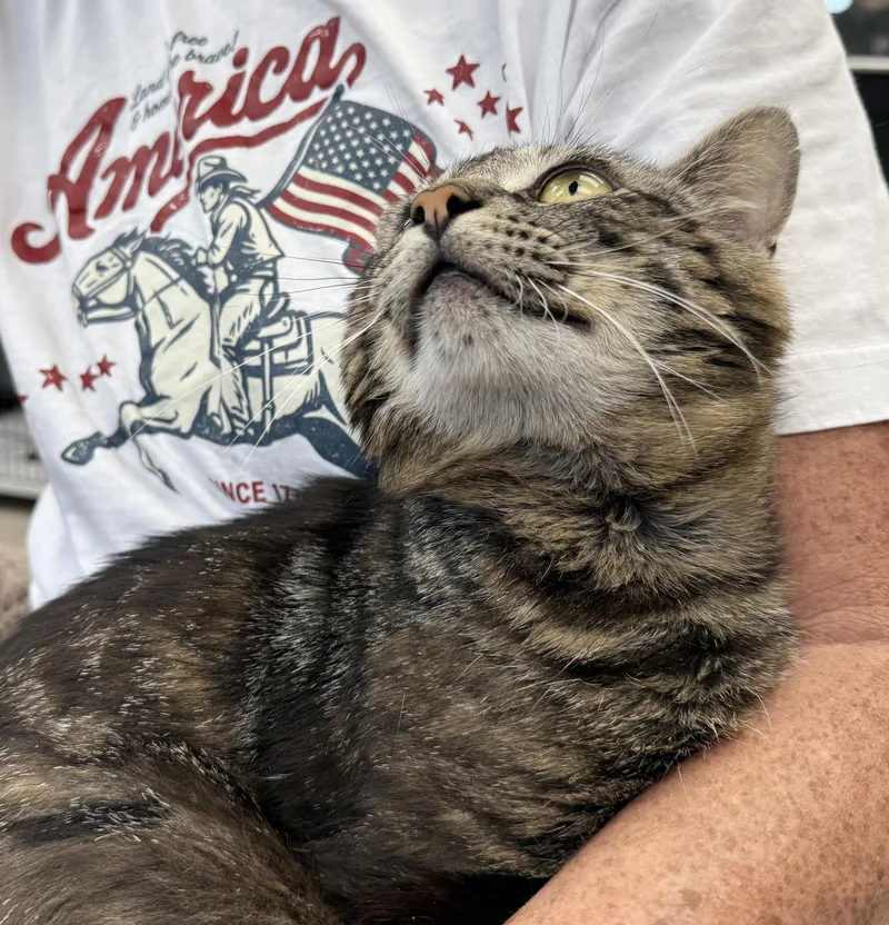 LOCAL CAT  Benedict thumbnail 6
