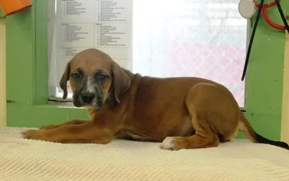A baby large-sized male Labrador Retriever dog named Oogie Boogie for adoption in Picayune, MS