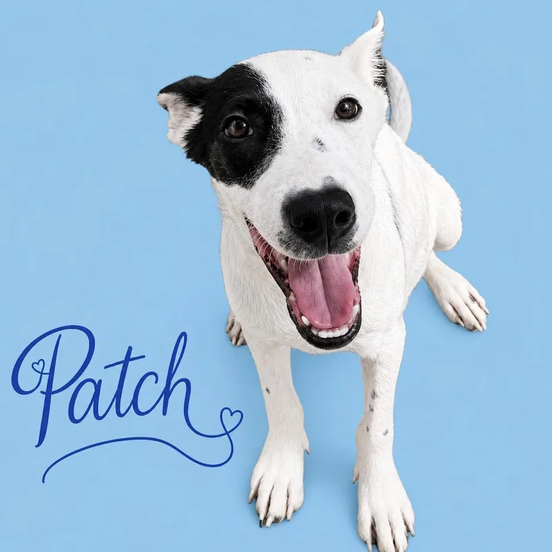 A baby small-sized male White / Cream Australian Cattle Dog / Blue Heeler dog named Patch for adoption in South Elgin, IL