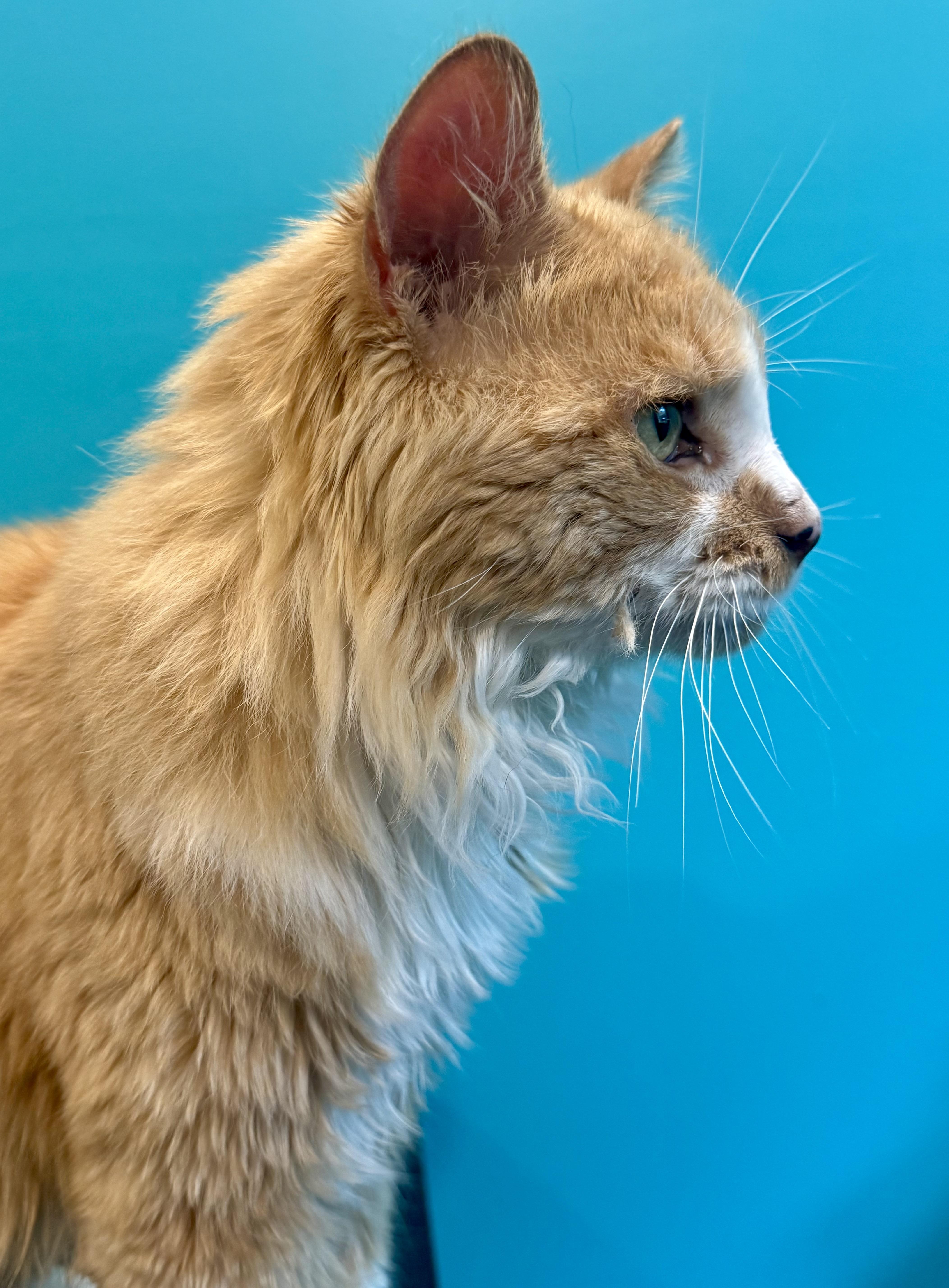 An adult large-sized male Orange & White Domestic Long Hair cat named Creamsicle for adoption in Frewsburg, NY