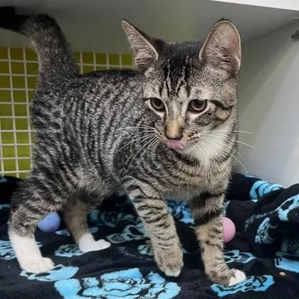 A baby medium-sized male Domestic Short Hair cat named Shorty for adoption in Honolulu, HI