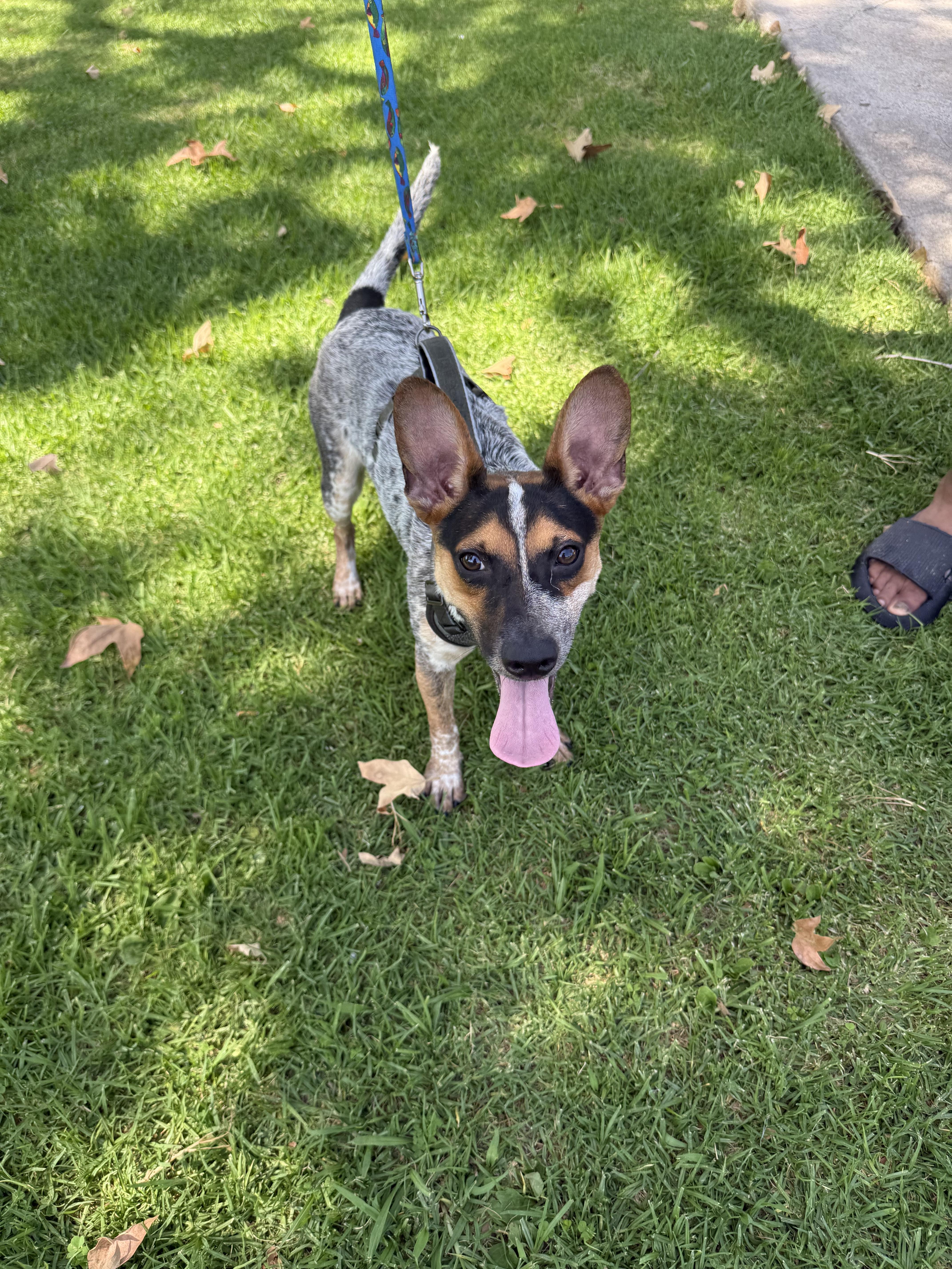 A young small-sized male Harlequin Lancashire Heeler dog named Jax for adoption in Chula Vista, CA