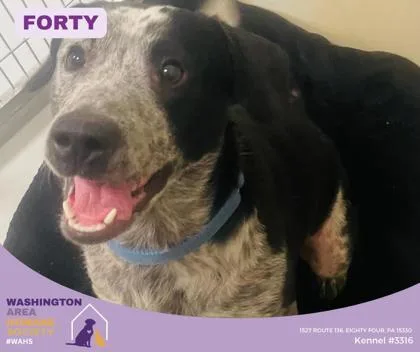 An adult medium-sized male Black Australian Cattle Dog / Blue Heeler dog named Forty for adoption in Eighty Four, PA