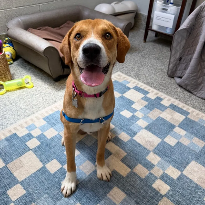 An adult medium-sized male Yellow / Tan / Blond / Fawn Mixed Breed dog named Dewey for adoption in Falls Church, VA