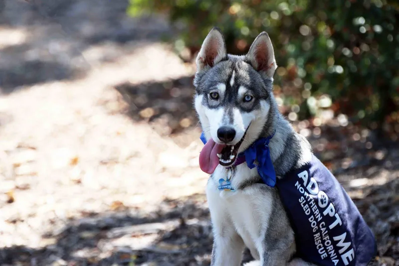 A young medium-sized male Siberian Husky dog named Kasper for adoption in Walnut Creek, CA