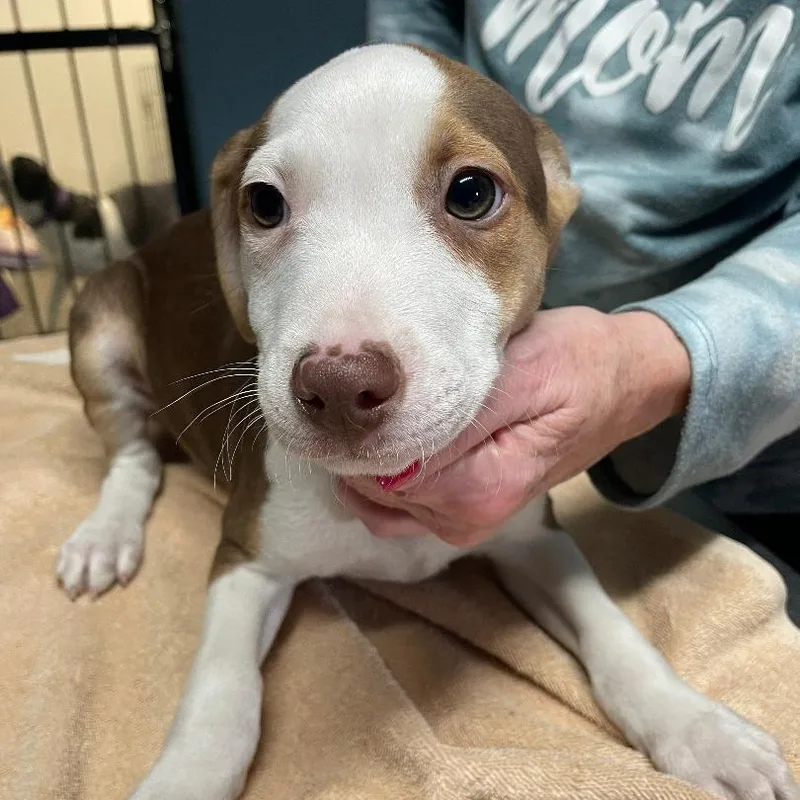 A baby medium-sized male White / Cream Hound dog named Baron for adoption in Spencer, IN