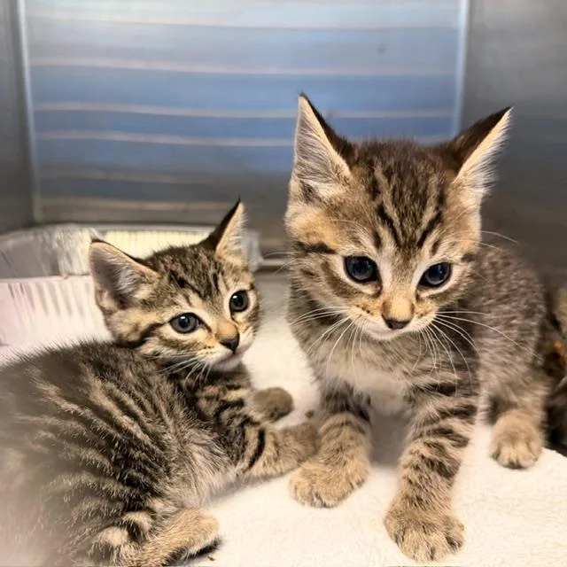 A baby small-sized male Domestic Short Hair cat named Ferris for adoption in Tustin, CA