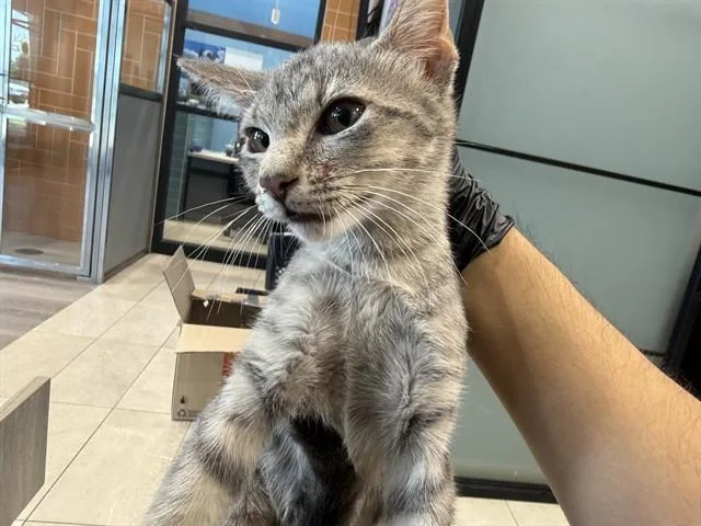 A baby small-sized female Domestic Short Hair cat named Greenbook for adoption in Garland, TX