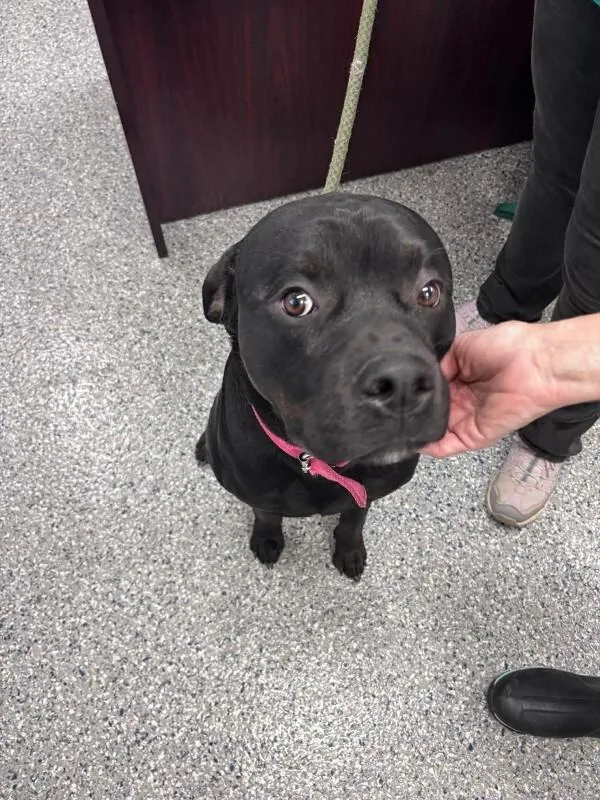 An adult medium-sized male Black Rottweiler dog named Clyde for adoption in Burgaw, NC