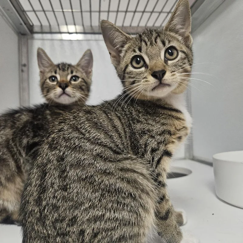 A baby small-sized female Domestic Short Hair cat named Carbonara for adoption in Binghamton, NY