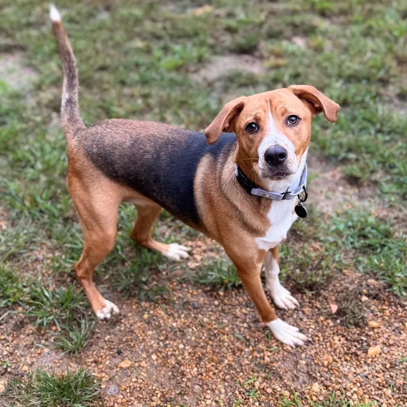 A young large-sized female Black Mixed Breed dog named Geva for adoption in Fredericksburg, VA