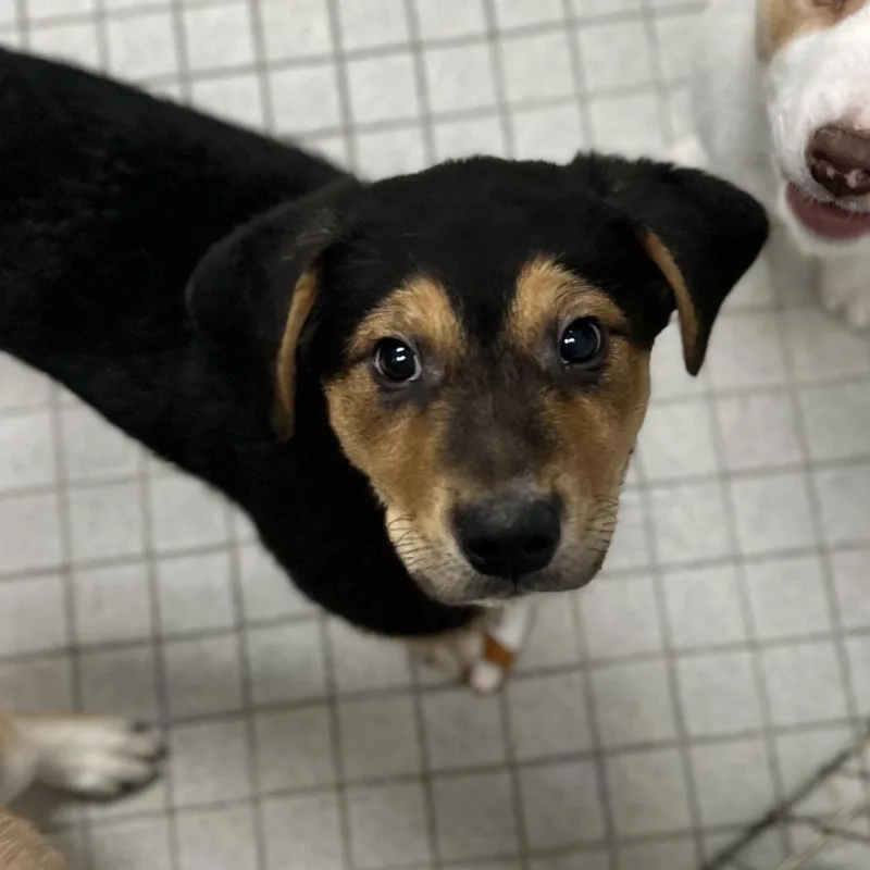 A baby medium-sized male Black Mixed Breed dog named Sunnie for adoption in New York, NY