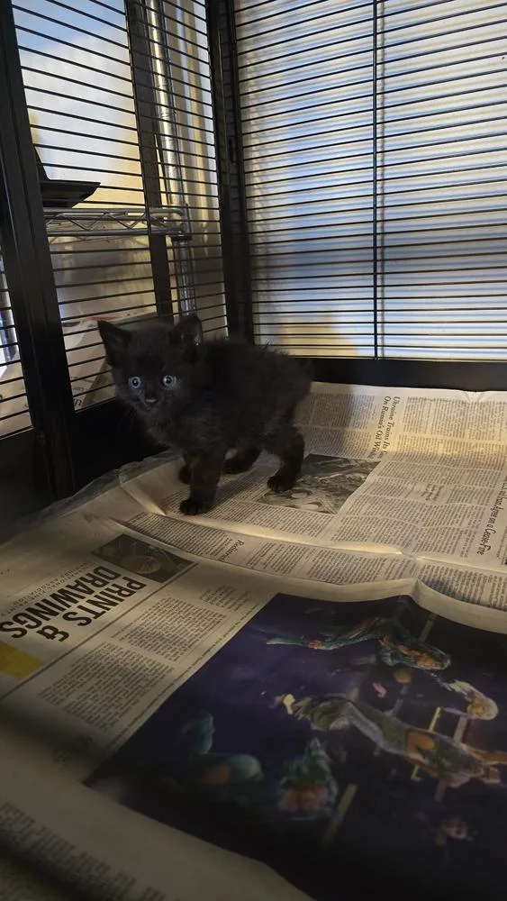 A young small-sized male Domestic Short Hair cat named Ryu for adoption in Pacifica, CA