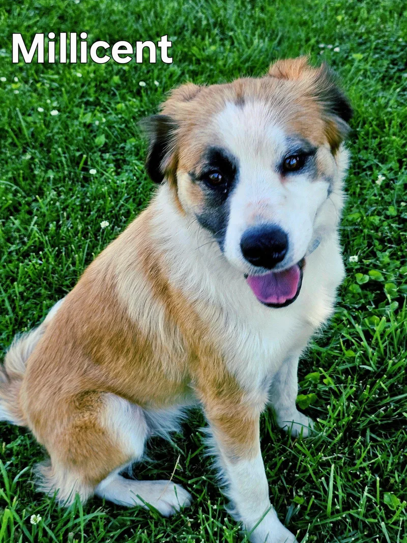 An adult medium-sized female Australian Shepherd dog named Magnificent Millicent for adoption in Franklin, TN