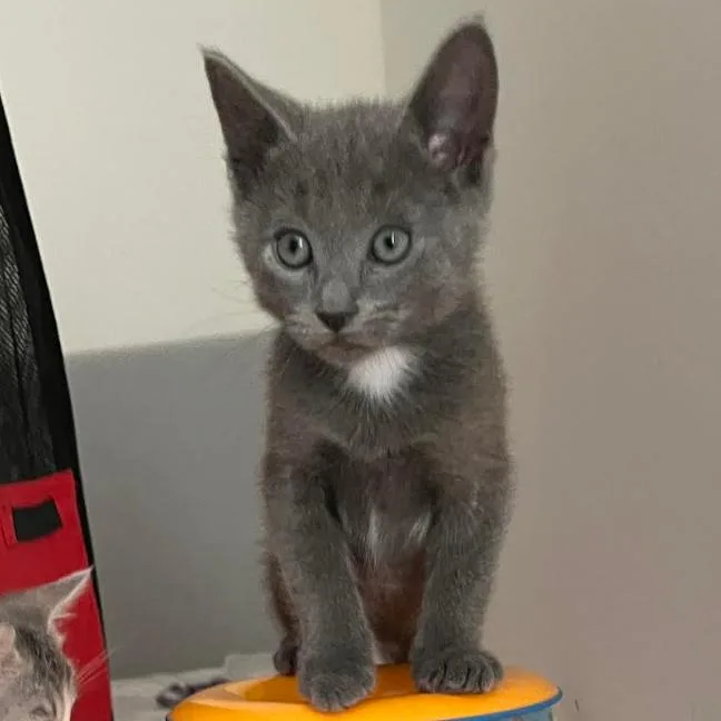 A baby small-sized male Gray / Blue / Silver Domestic Short Hair cat named A Gabriel for adoption in Pleasant Hill, CA