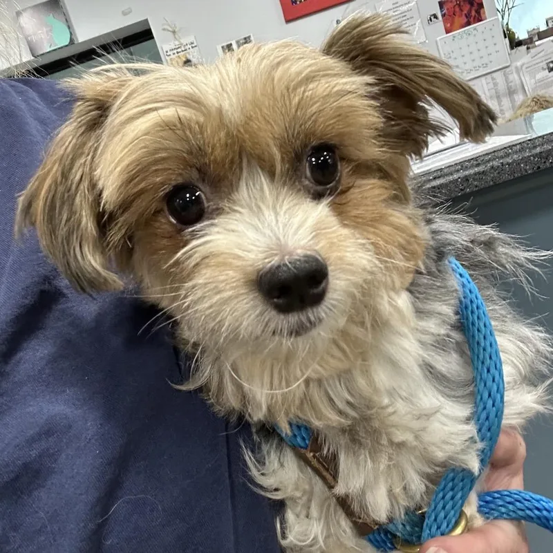 An adult small-sized female Gray / Blue / Silver Yorkshire Terrier dog named Sheila for adoption in Newark, NJ
