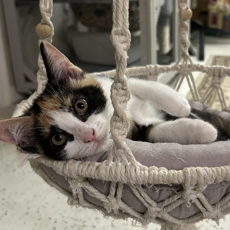 A baby medium-sized female Domestic Short Hair cat named Mi for adoption in Warwick, RI