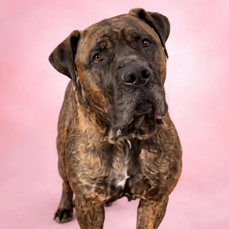 An adult large-sized female Brindle Mastiff dog named Baby Girl for adoption in manchester, PA