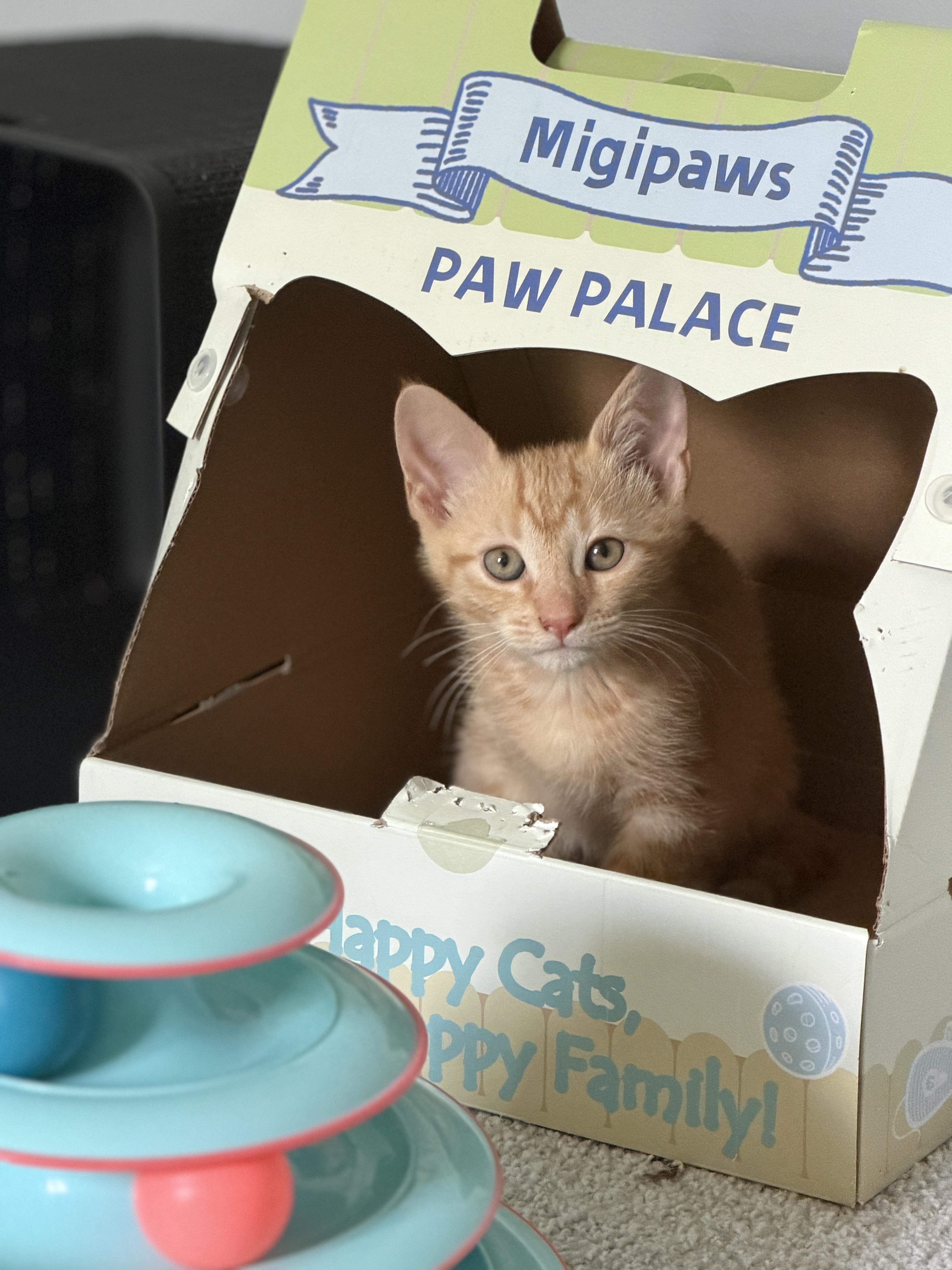 A baby small-sized male Tabby (Orange / Red) Domestic Short Hair cat named Archie for adoption in Indianapolis, IN