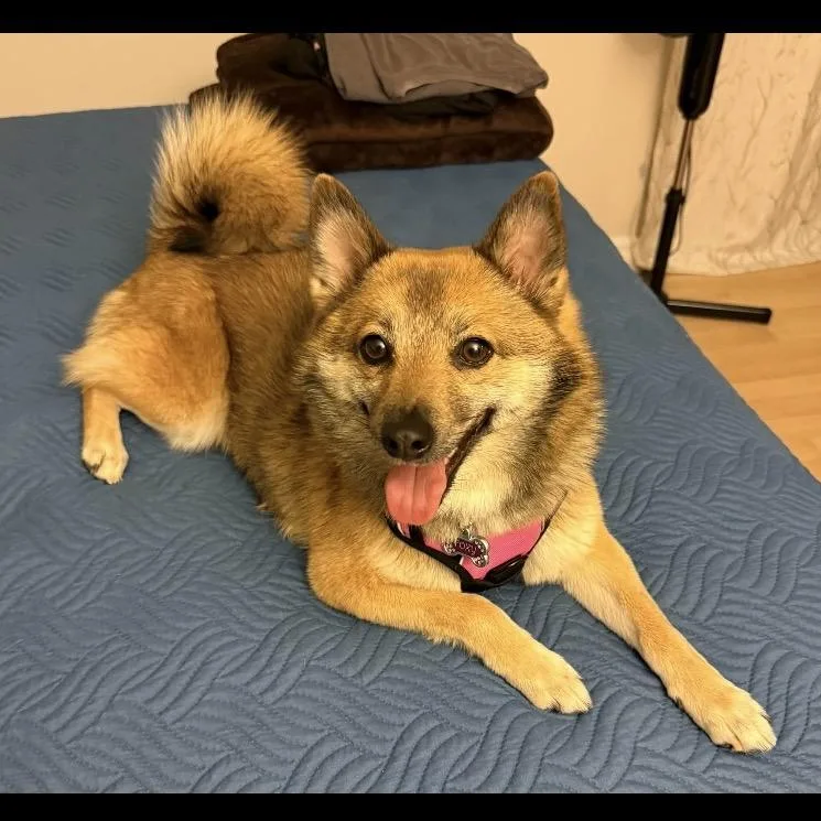 An adult small-sized female Yellow / Tan / Blond / Fawn Shiba Inu dog named Foxy for adoption in Hagerstown, MD