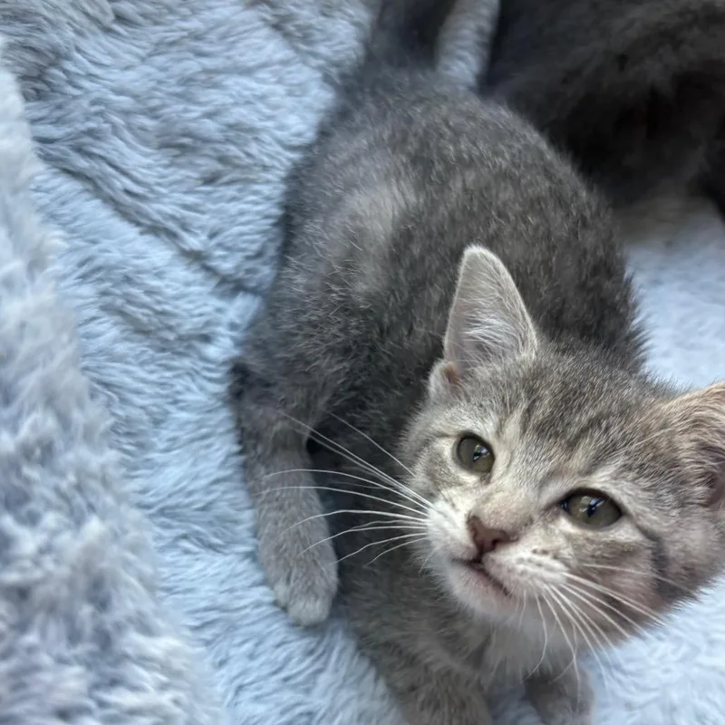 A baby small-sized female Gray / Blue / Silver Domestic Short Hair cat named Ruthie for adoption in La Grange, KY