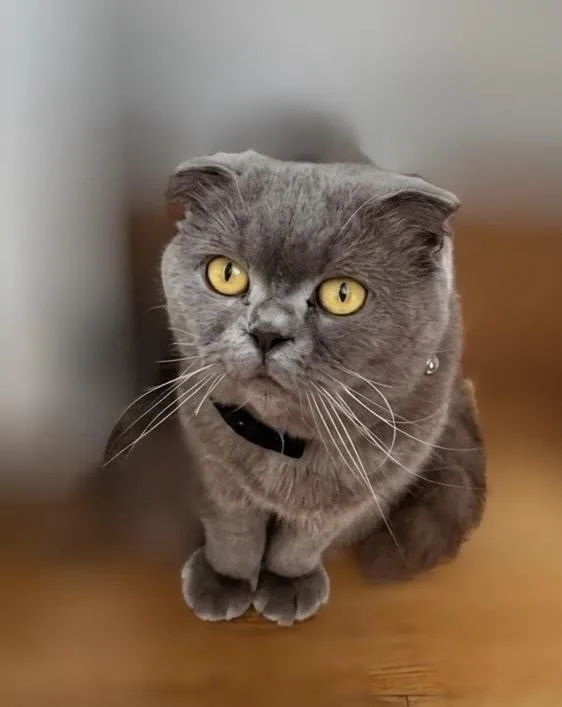 An adult medium-sized female Gray / Blue / Silver Scottish Fold cat named Sue for adoption in Syosset, NY