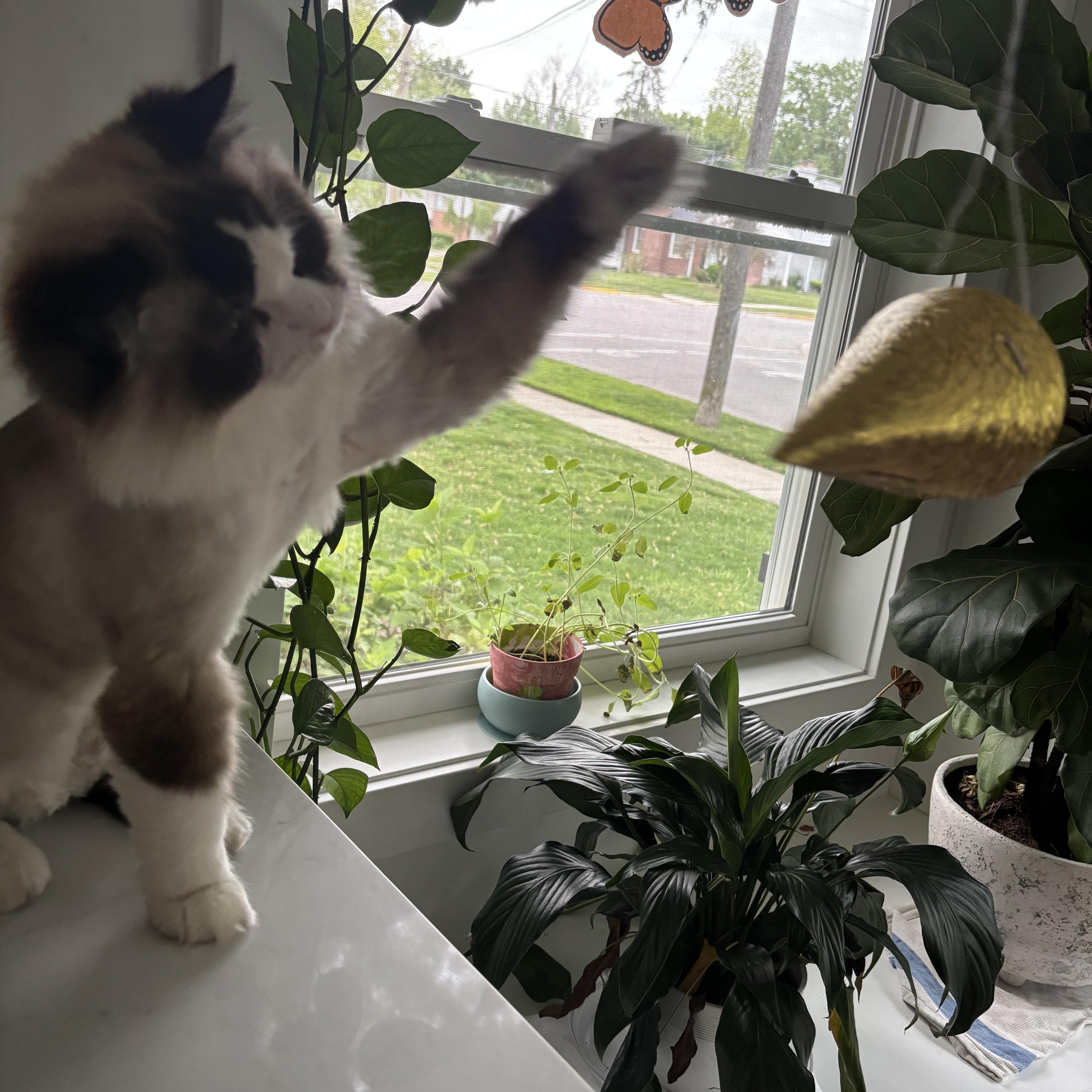 Benji  Bonded With thumbnail 2