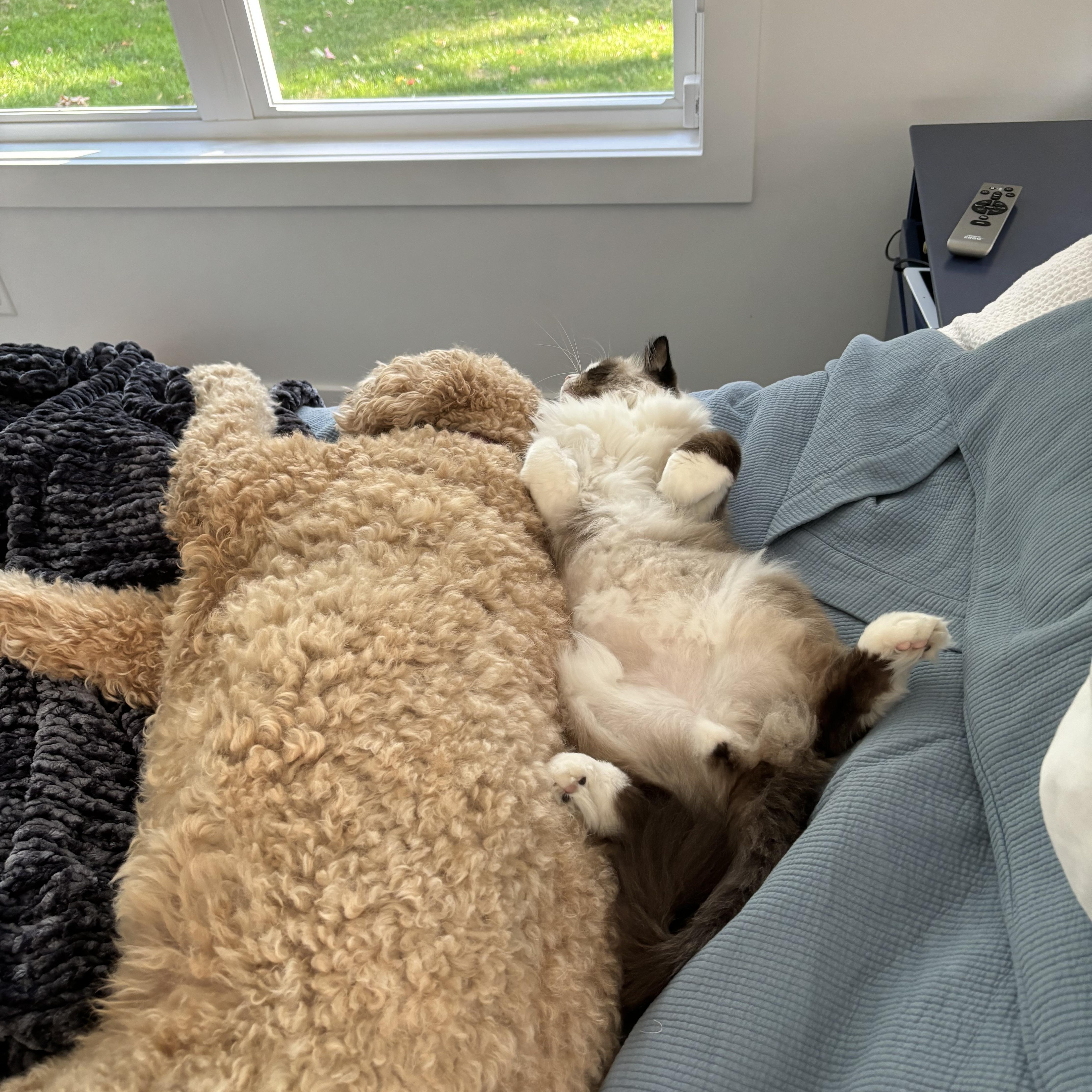 Benji  Bonded With thumbnail 3