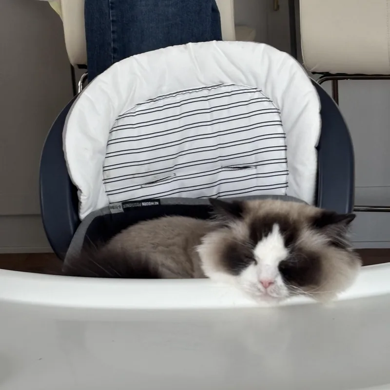 Benji  Bonded With thumbnail 4