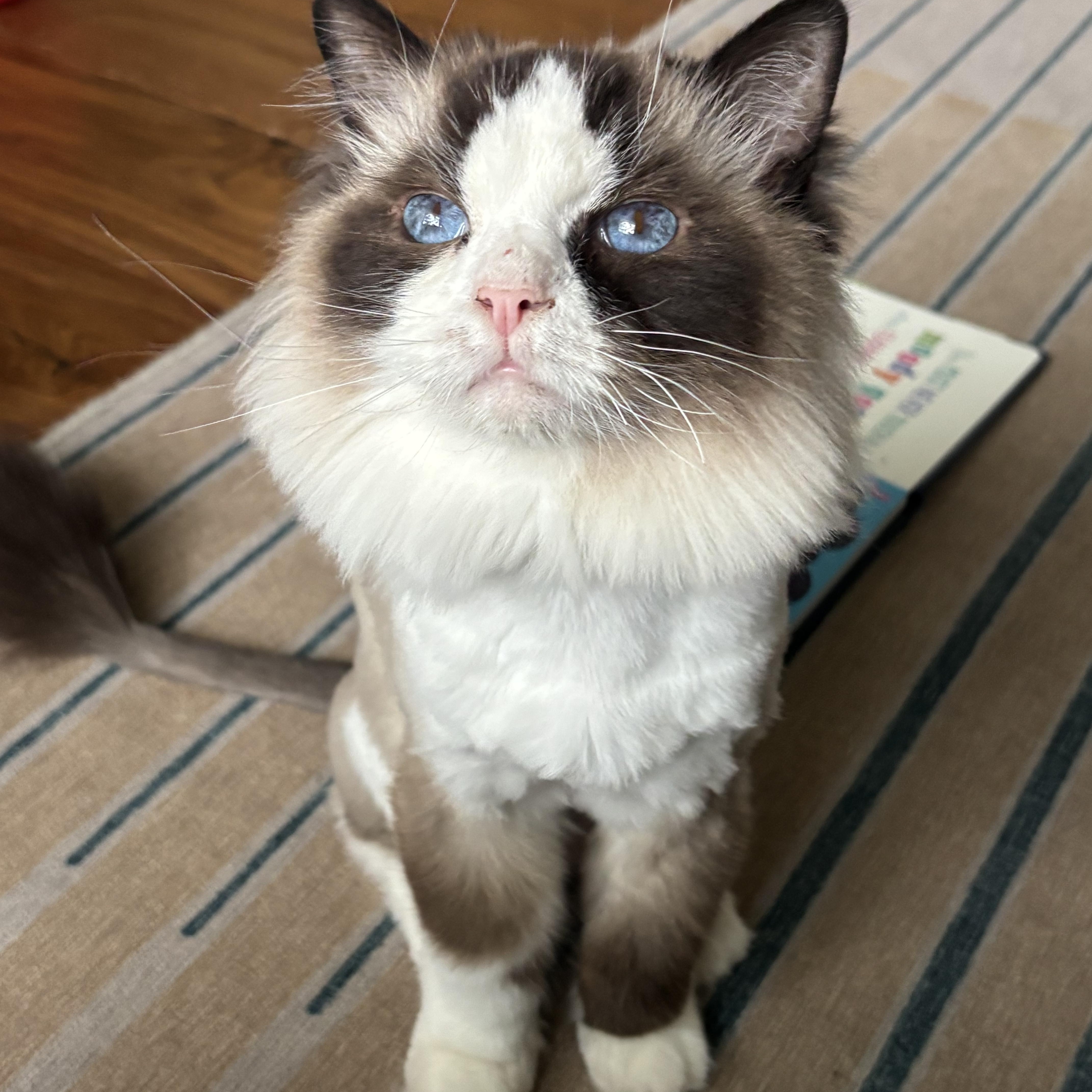 Benji  Bonded With thumbnail 5