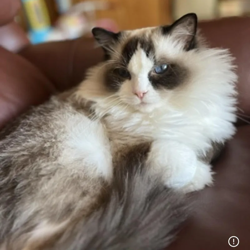 Benji  Bonded With thumbnail 6