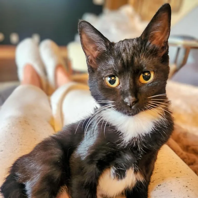 A baby medium-sized female Domestic Short Hair cat named Dory for adoption in Salt Lake City, UT