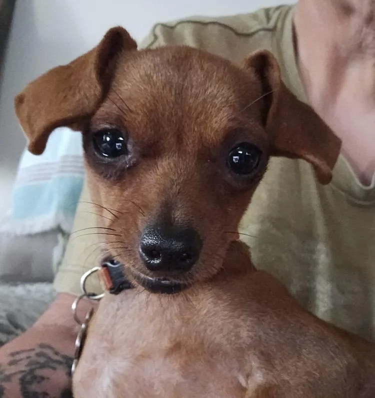 A young small-sized female Chihuahua dog named Pickles for adoption in Coatesville, PA