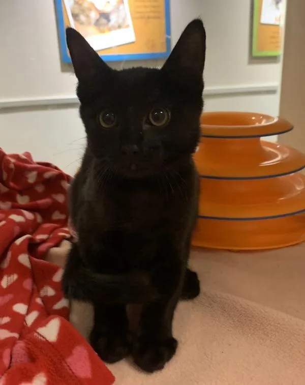 A baby small-sized female Domestic Short Hair cat named Cassie for adoption in Oakland, CA