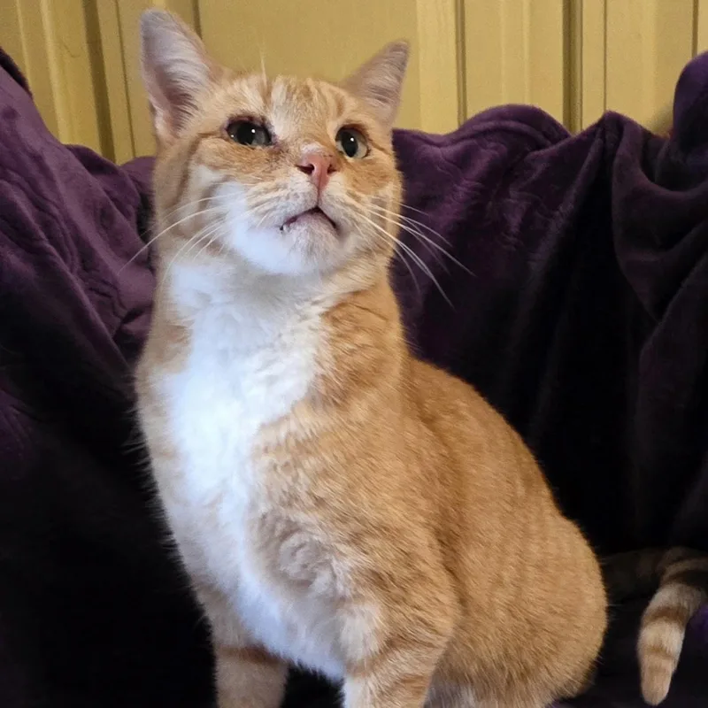 Archie
