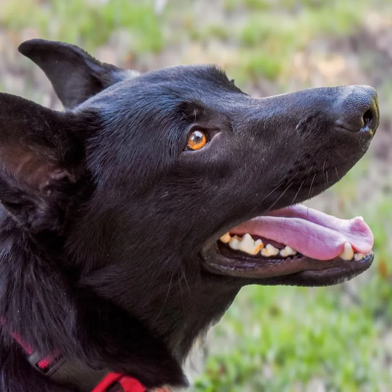 A young medium-sized male Black Shepherd dog named Caspian for adoption in Pasadena, CA