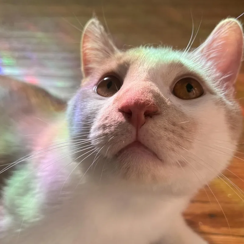 An adult large-sized male Orange / Red Domestic Short Hair cat named Garbanzo for adoption in Fairport, NY