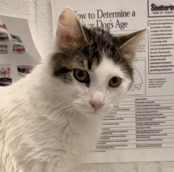 A baby small-sized male Domestic Medium Hair cat named Mochi for adoption in Golden, CO