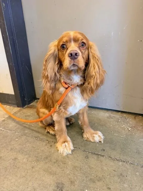 A young small-sized male Cocker Spaniel dog named Goldie for adoption in Ontario, CA