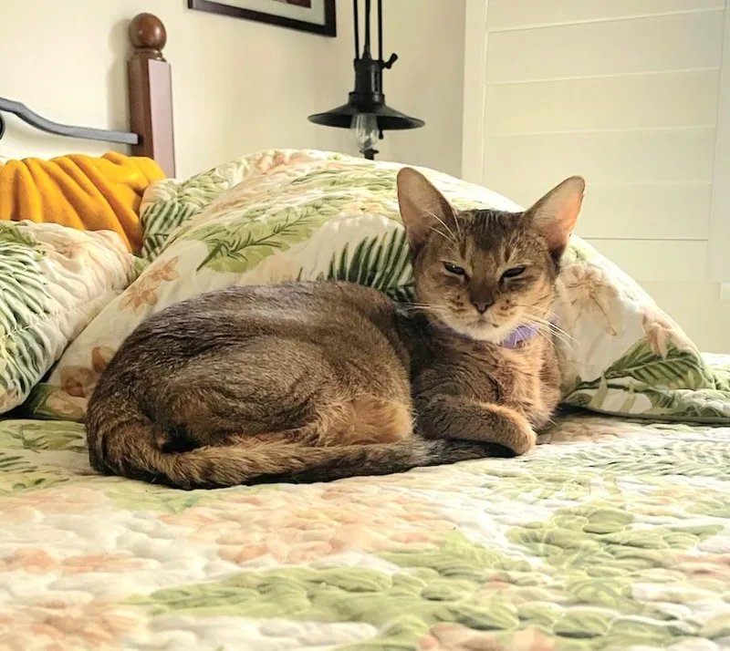 Gigi