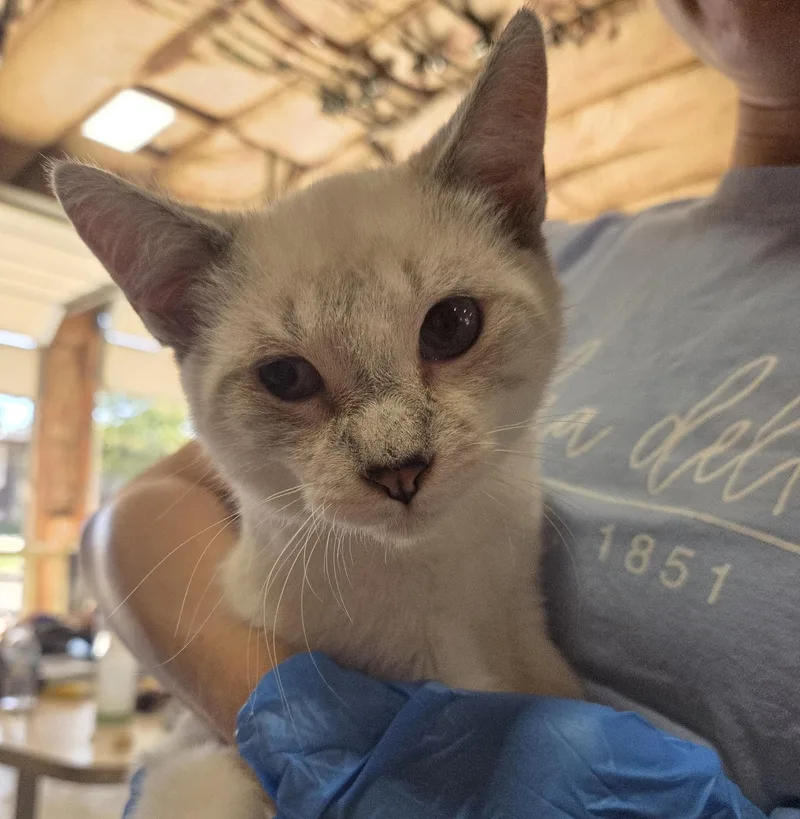 A young small-sized male Blue Point Siamese cat named Mocha for adoption in Columbia, MO