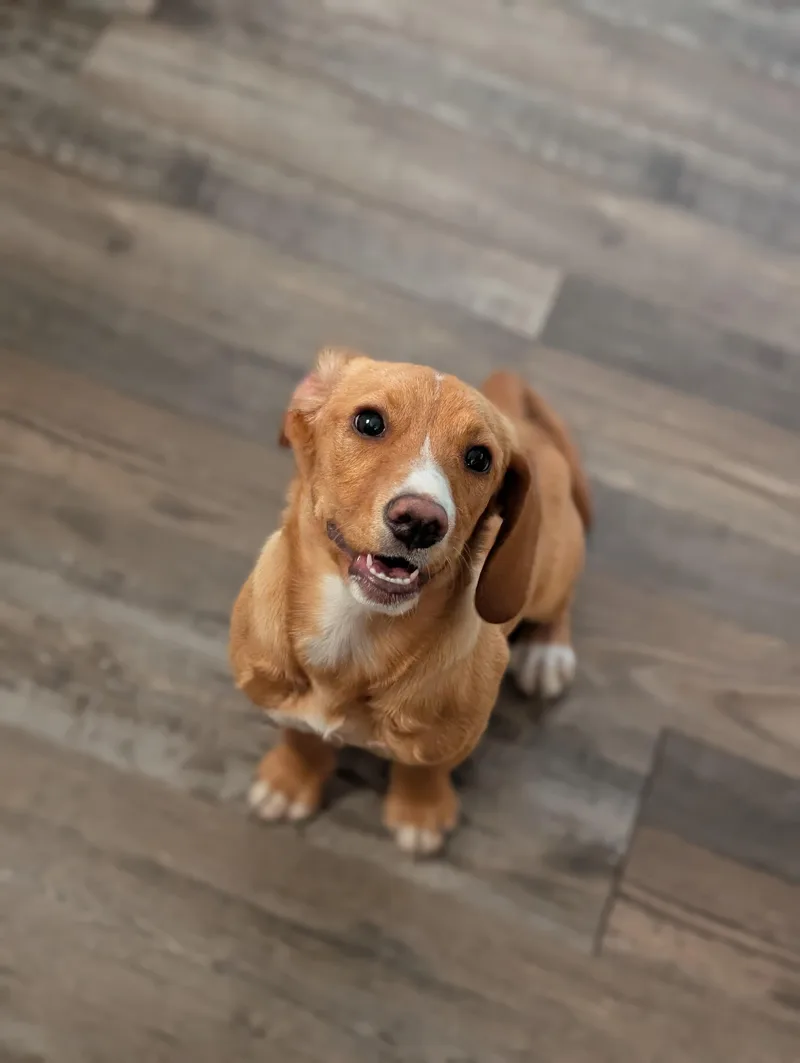 Marigold thumbnail 2