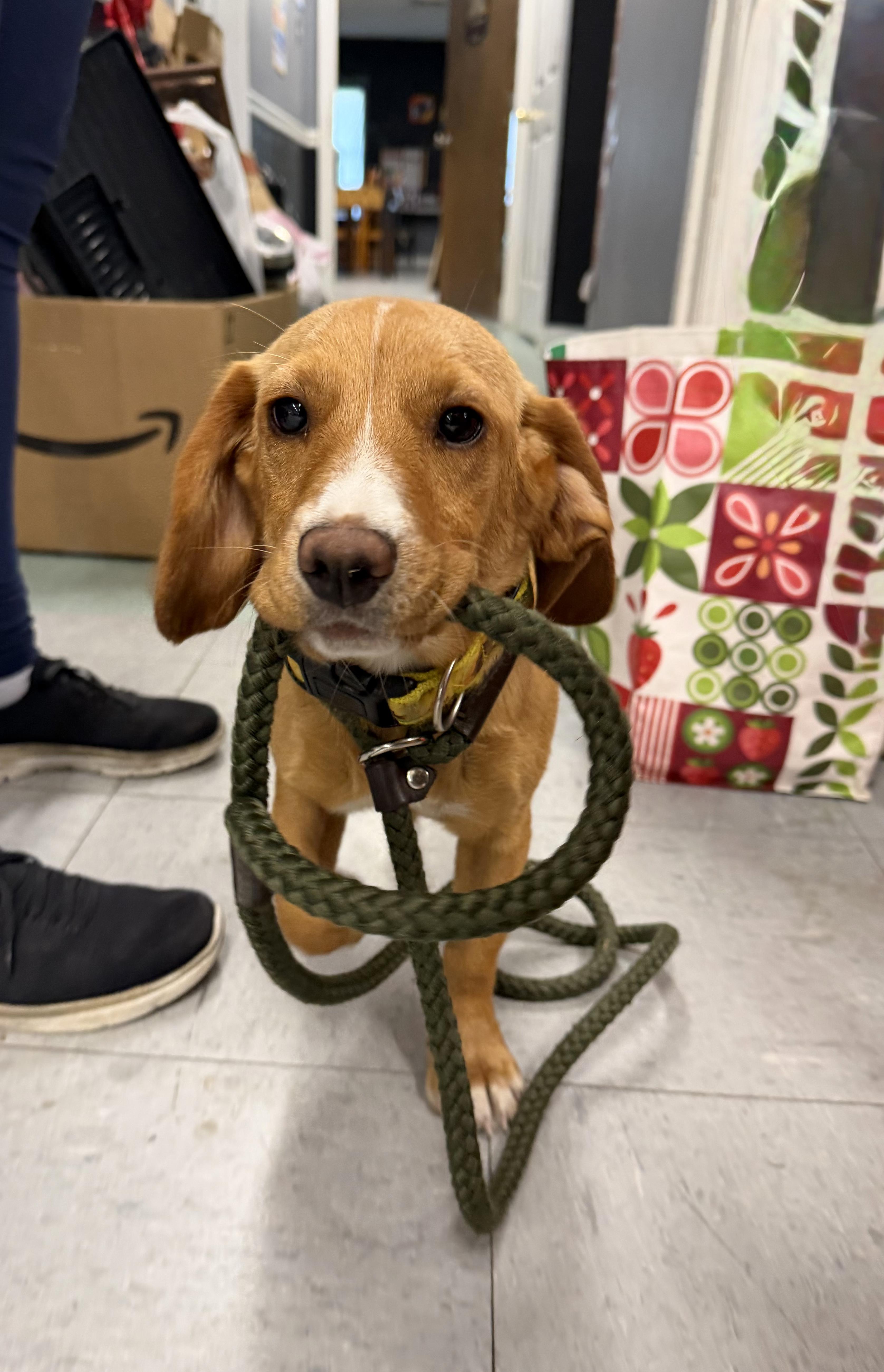 Marigold thumbnail 3