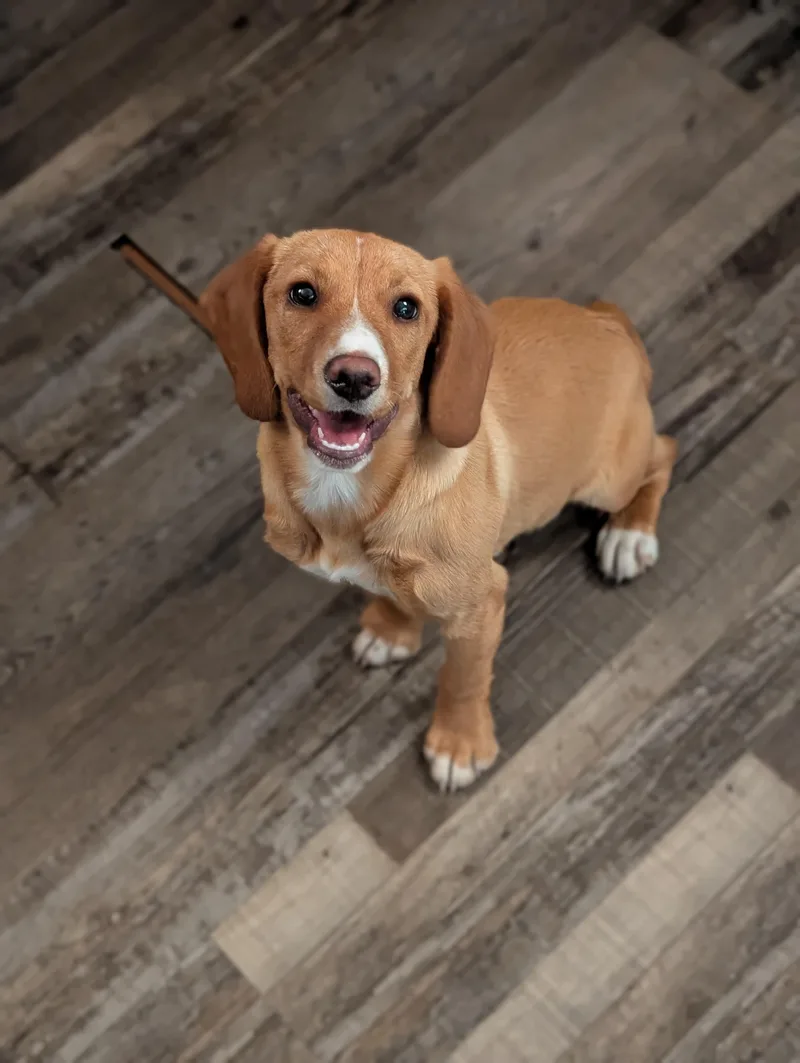 Marigold thumbnail 4