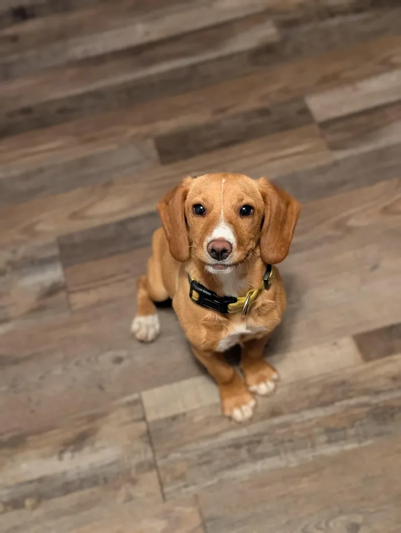 A baby medium-sized female Yellow / Tan / Blond / Fawn Beagle dog named Marigold for adoption in Bloomingdale, GA