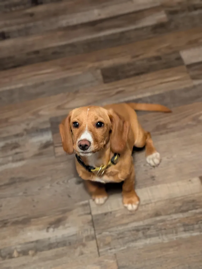 Marigold thumbnail 5