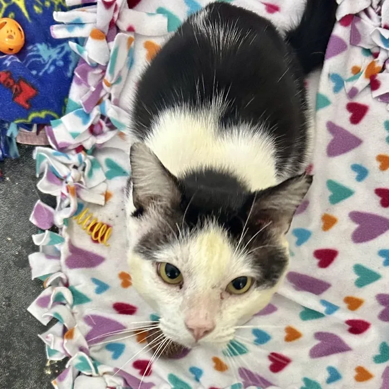 An adult large-sized male White Domestic Short Hair cat named Charles for adoption in Los Angeles, CA